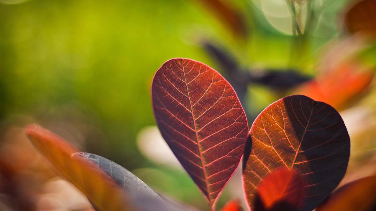 苹果电脑退出台湾appleid_苹果电脑如何退出原来的账号 - 台湾苹果ID - 55dz账号网