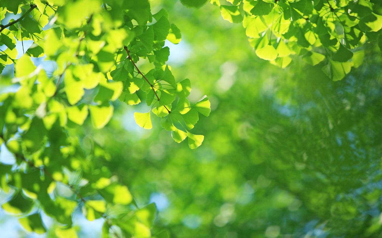 skype安装包_skype安装包未包含任何证书 - skype相关 - 55dz账号网