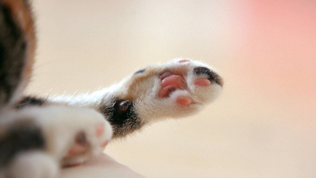 如何在ipad创建韩国appleid账号和密码_怎么建韩国苹果id账号 - 韩国苹果id - 55dz账号网