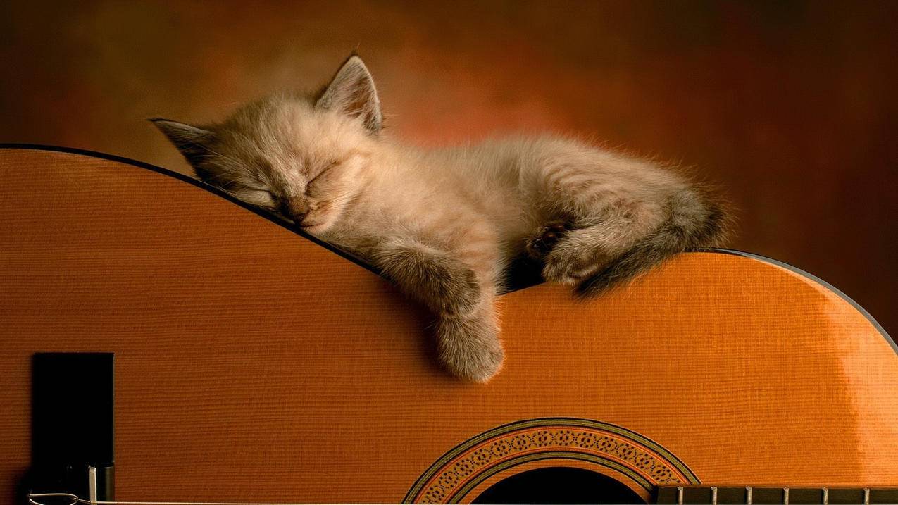 抖音美国版tiktok破解版_国外抖音tiktok破解版 - tiktok相关 - 55dz账号网