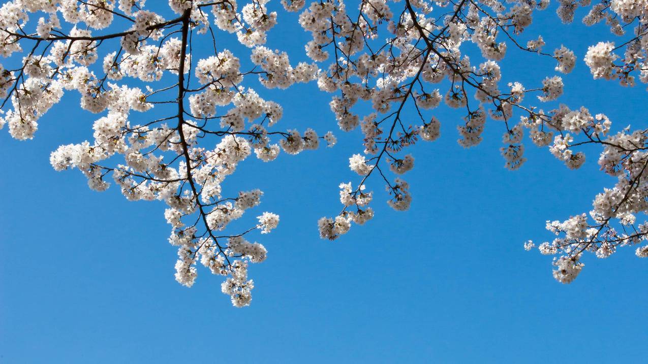 越南苹果id找回解锁密码 - 各区苹果ID - 55dz账号网