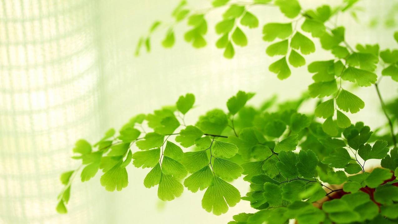 苹果安装win10系统驱动_苹果电脑win10驱动怎么装 - skype相关 - 55dz账号网