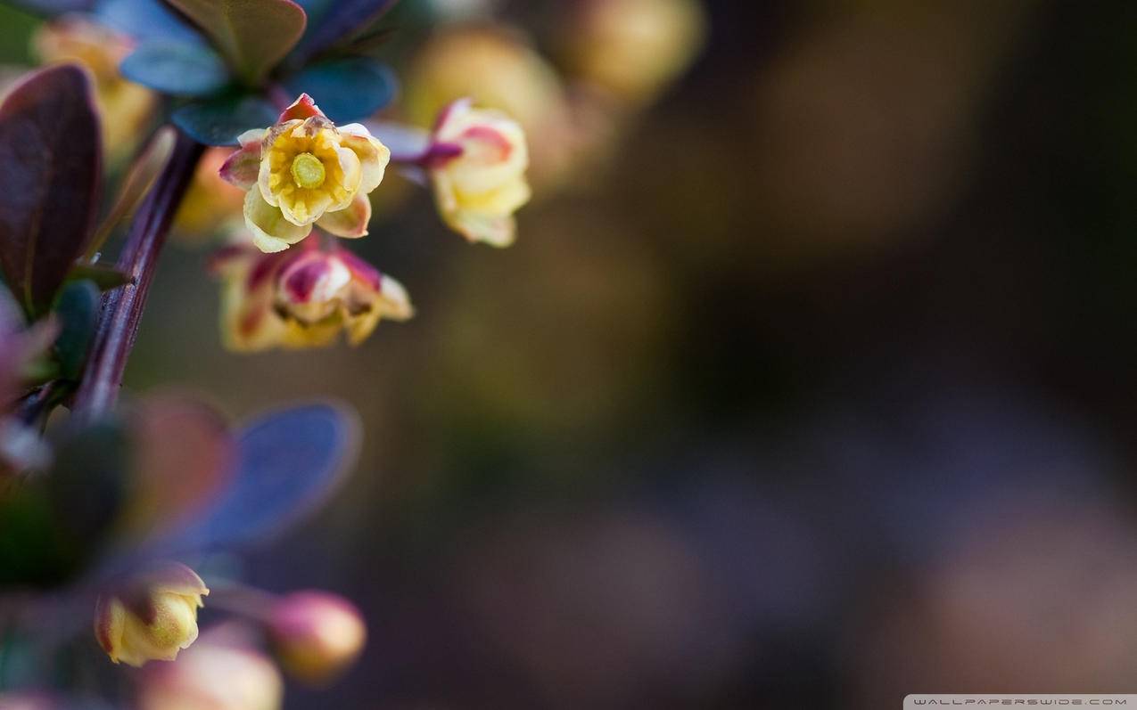 zoom账号密码找回_zoom忘记登录密码 - zoom相关 - 55dz账号网