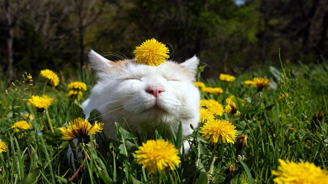 给抖音刷点赞 - 2017微博 刷 会员_九月代刷网快手刷双击平台