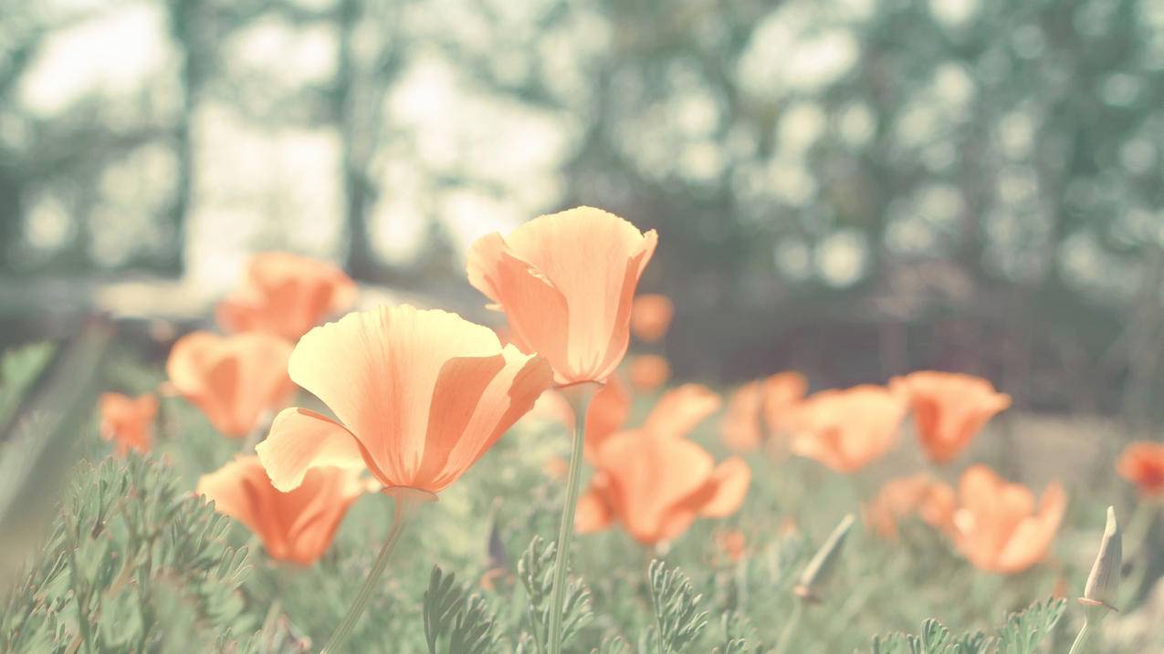 tiktok怎么说中文_tiktok怎么翻译 - 苹果APP下载 - 55dz账号网