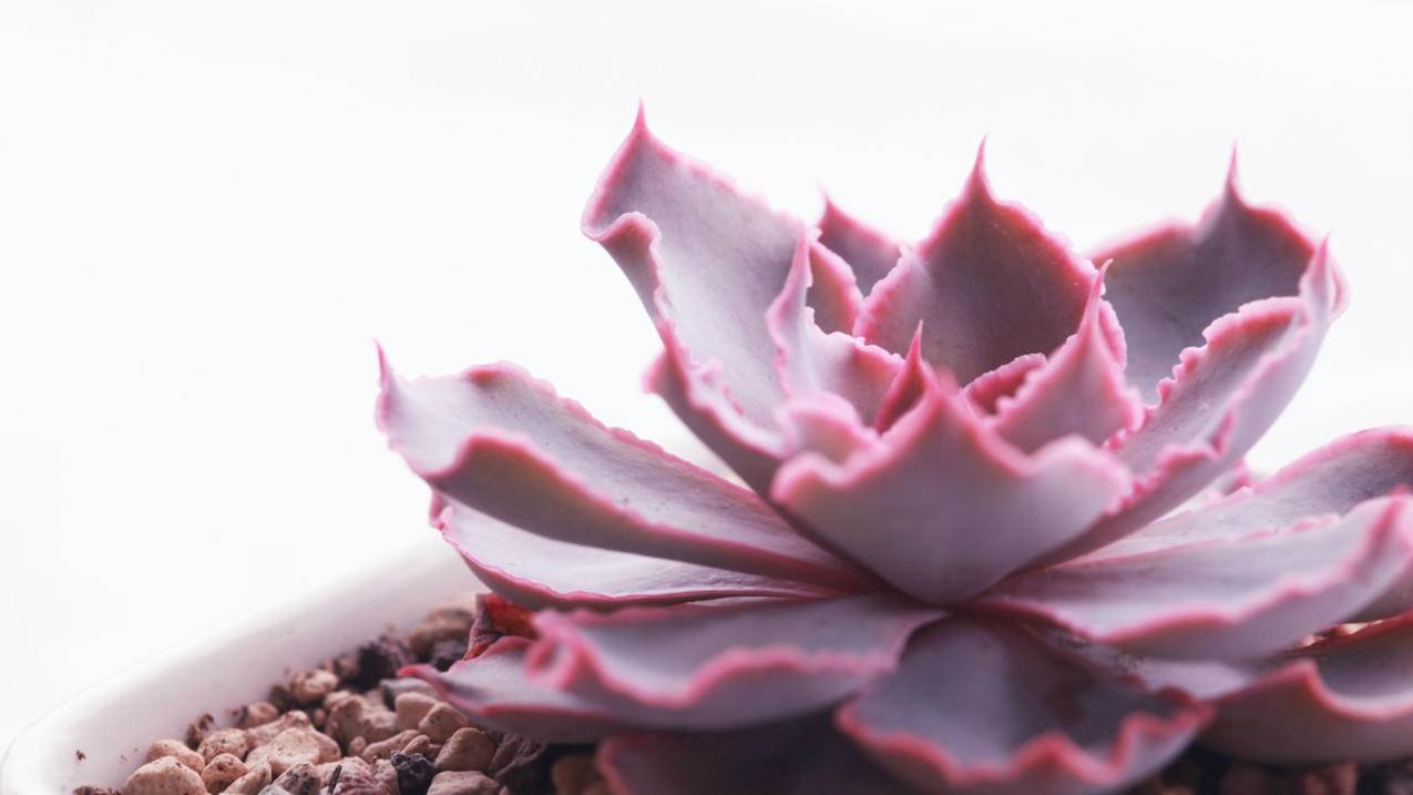 tiktok需要什么网络观看_tiktok都能看啥 - 苹果APP下载 - 55dz账号网