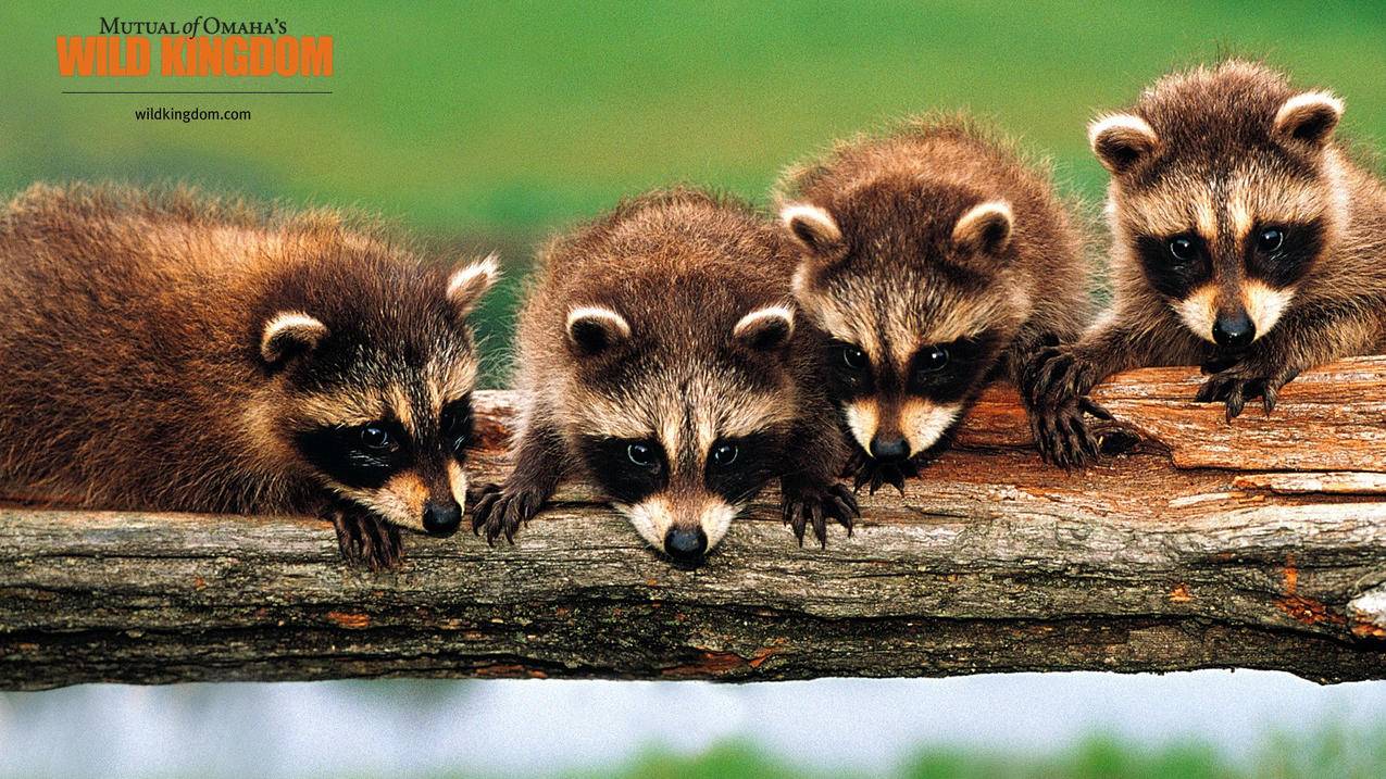 1毛qq刷赞 - 0.5元空间刷赞软件-qq土豪刷空间赞-空间赞下单秒刷