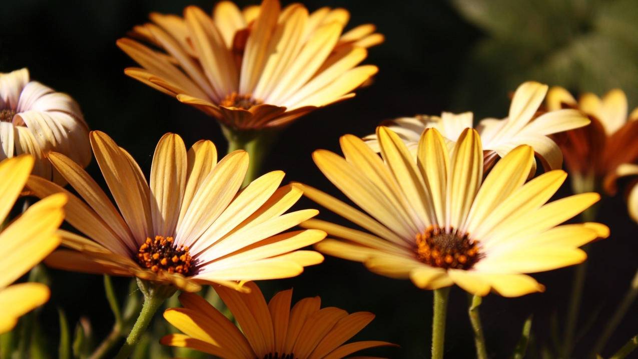 nba2k20手机版爆改81人存档_nba2k2071人存档版下载 - IOS分享 - 55dz账号网