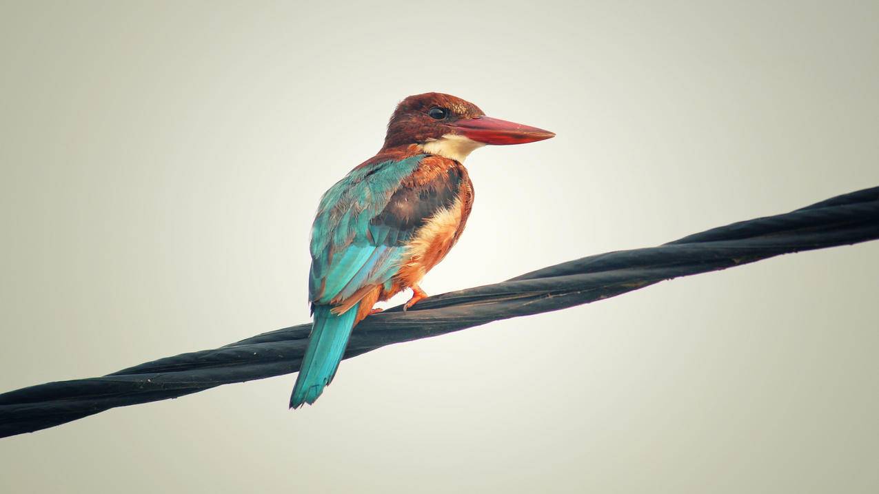 小学数学新课怎么教学的，如何有效进行小学数学新课程的教学？ - 小学教育 - ks24小时自助