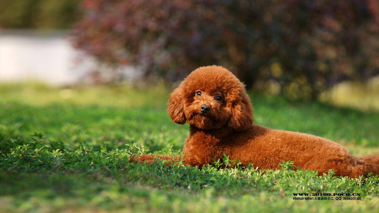 快刷网抖音 - 免费领取一千名片赞软件,说说点赞软件网站