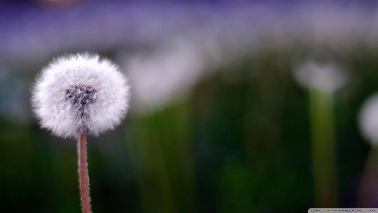 微信评论回复图片方法_微信评论回复图片方法是什么 - 微信相关 - 55dz账号网