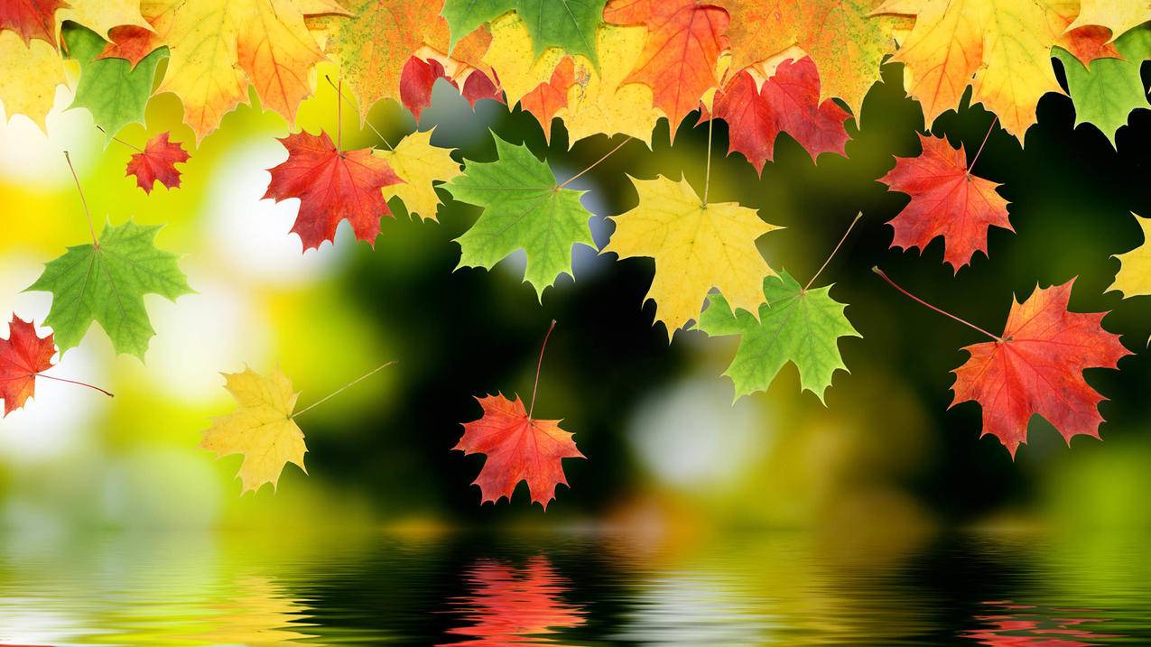 苹果ID被锁定是什么意思,怎么办?  ( apple id被锁定是什么原因? ) - 55dz账号网