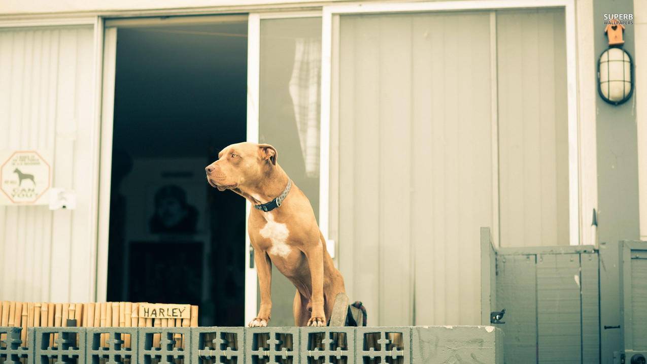 clash和blade对比_clash blade ultra - clash相关 - 55dz账号网