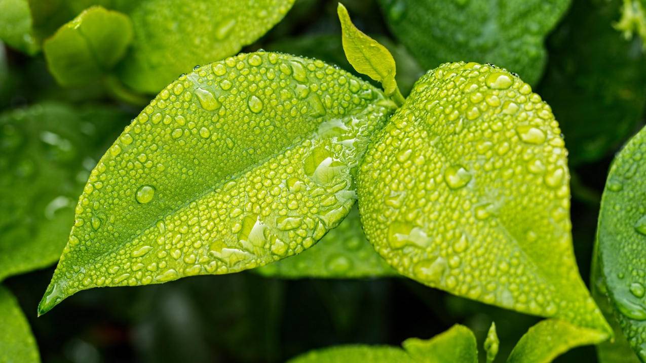 怎么解绑Apple ID的手机号呢? ， 苹果手机怎样解除id绑定的手机号呢?  - 55dz账号网