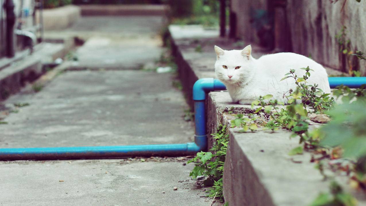 为什么总显示更新appleid设置_为什么总更新AppleID设置 - Apple ID相关 - 55dz账号网