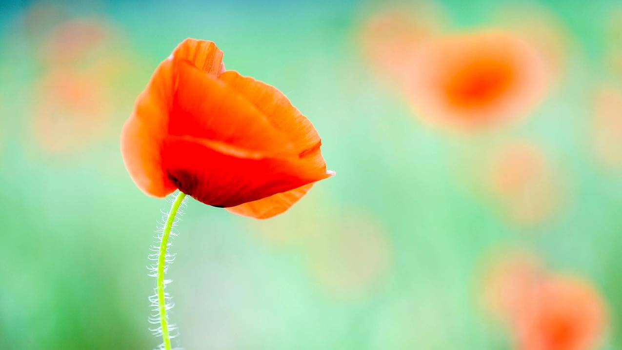 别人用我的苹果id花钱怎么办_别人的苹果id扣了自己的钱 - 各区苹果ID - 55dz账号网