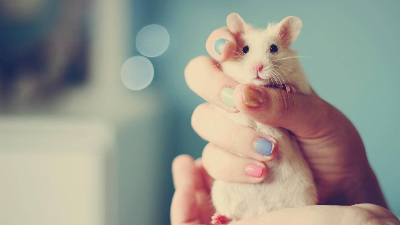 如何查看越南苹果id账号（如何查看越南苹果id账号密码） - 各区苹果ID - 55dz账号网