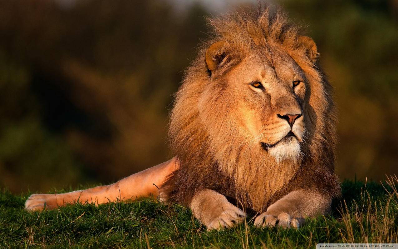 dy小助手自助下单,24小时抖音热门业务平台_dy低价业务