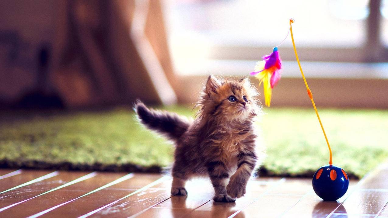 苹果的iforgot在哪 - Apple ID相关 - 55dz账号网