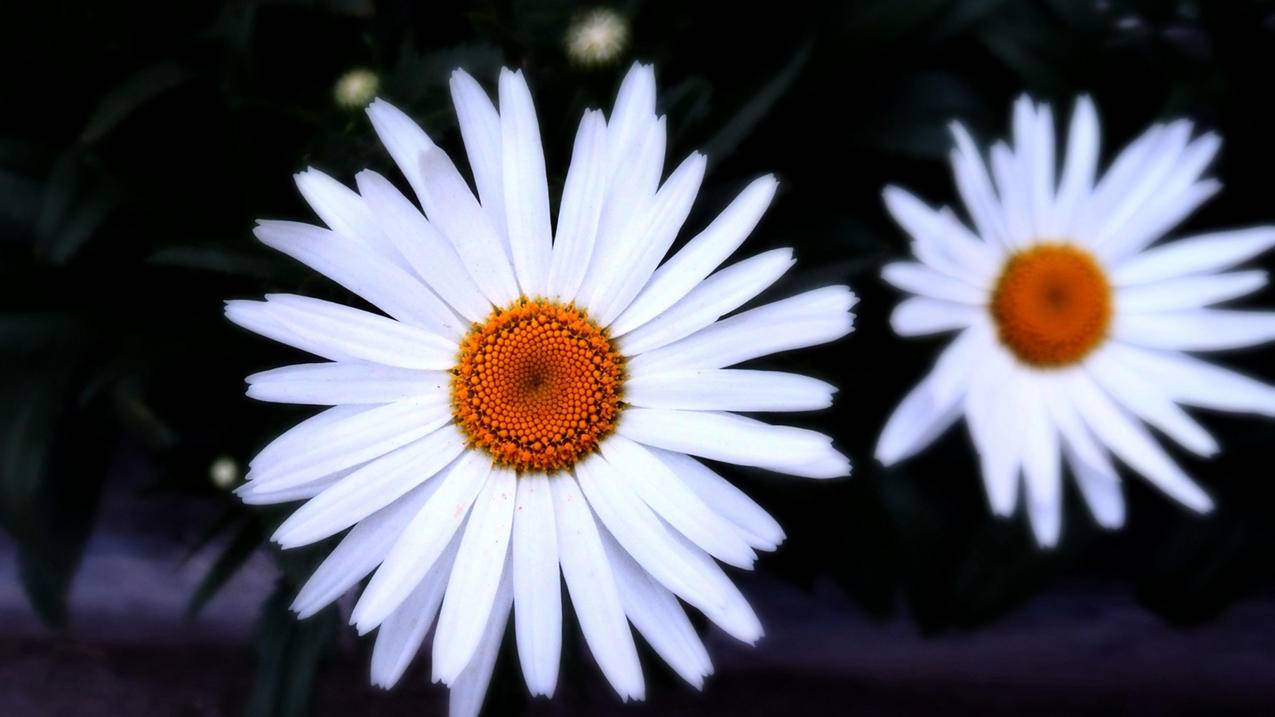 无法创建韩国苹果id账号失败无法连接服务器_无法创建苹果id服务器出错 - 韩国苹果id - 55dz账号网