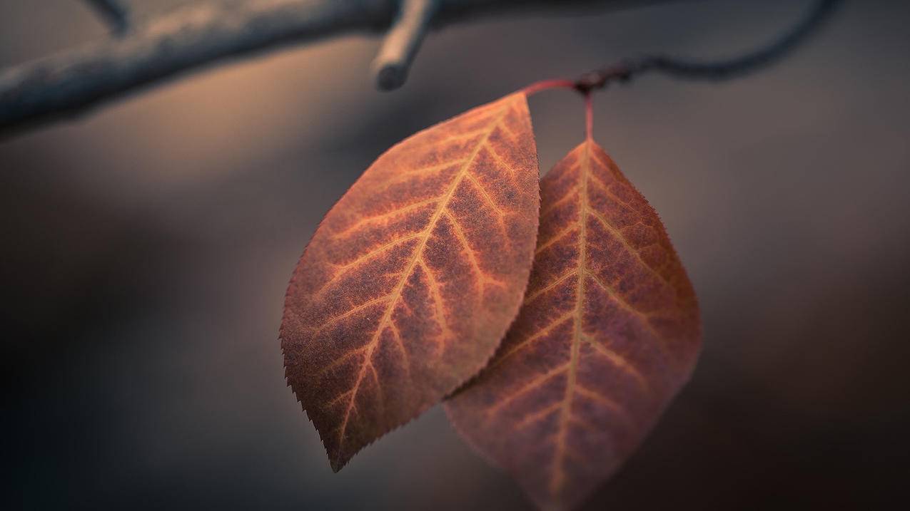 clashformac使用教程_clash mac 使用教程 - clash相关 - 55dz账号网