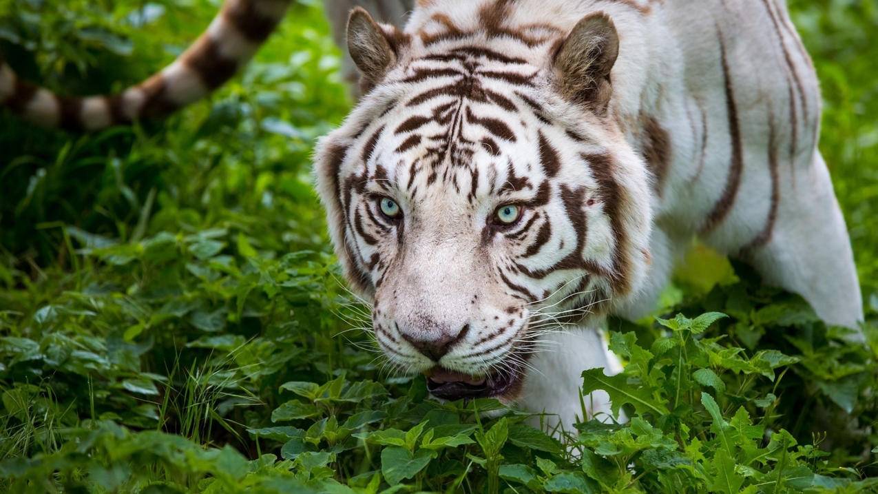 小红书如何发音乐作品 - 自助平台 - dy业务网