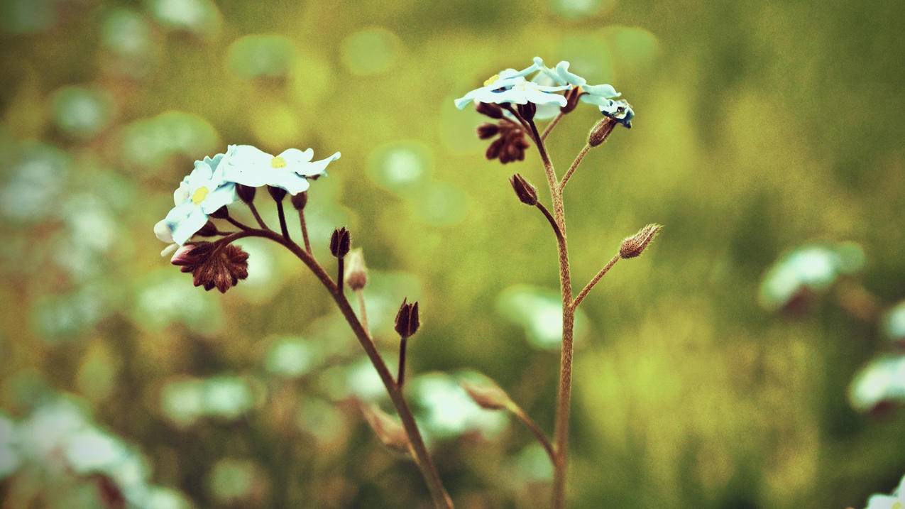 facebook登录微信老版本_Facebook新版本 - facebook相关 - 55dz账号网