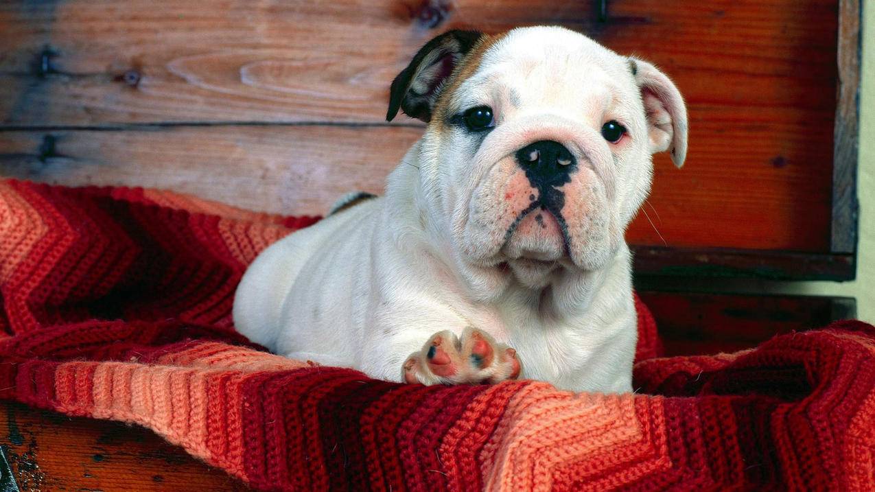 微信付款码付款时需要密码吗_微信付款码要密码吗? - 微信相关 - 55dz账号网