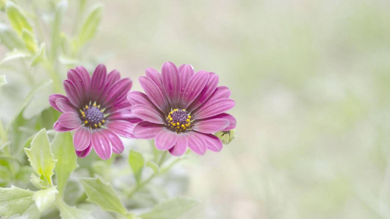 iphone设置ID密码有什么要求。 ， 注册apple ID密码首位必须是大写字母吗?  - 55dz账号网