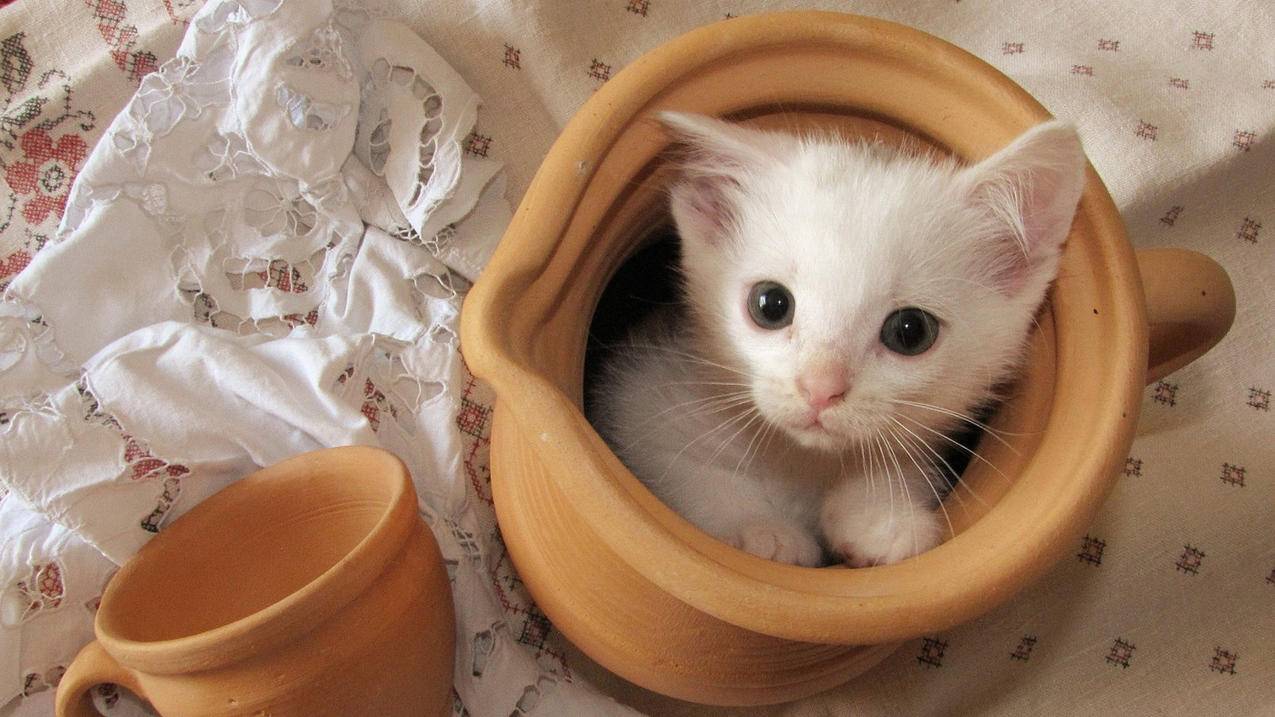 爱奇艺pc弹幕突然没有了_爱奇艺pc弹幕突然没有了 - 新闻中心 - 55dz账号网