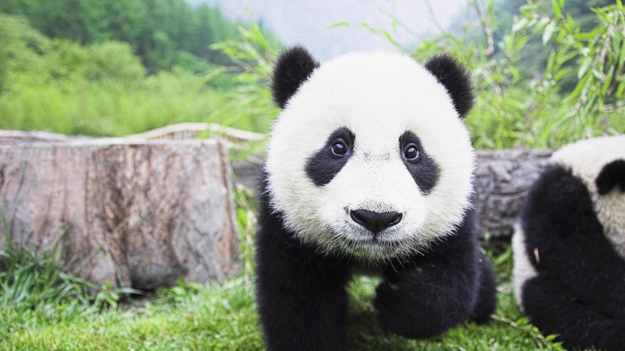 苹果电脑下载google浏览器打不开怎么办_苹果电脑下载了谷歌浏览器打不开网页 - google相关 - 55dz账号网