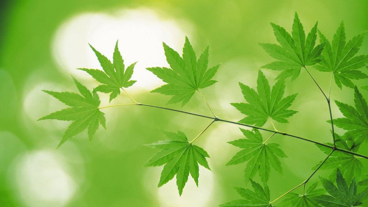 抖音一元1000播放量购买,代刷网,抖音点赞24小时下单