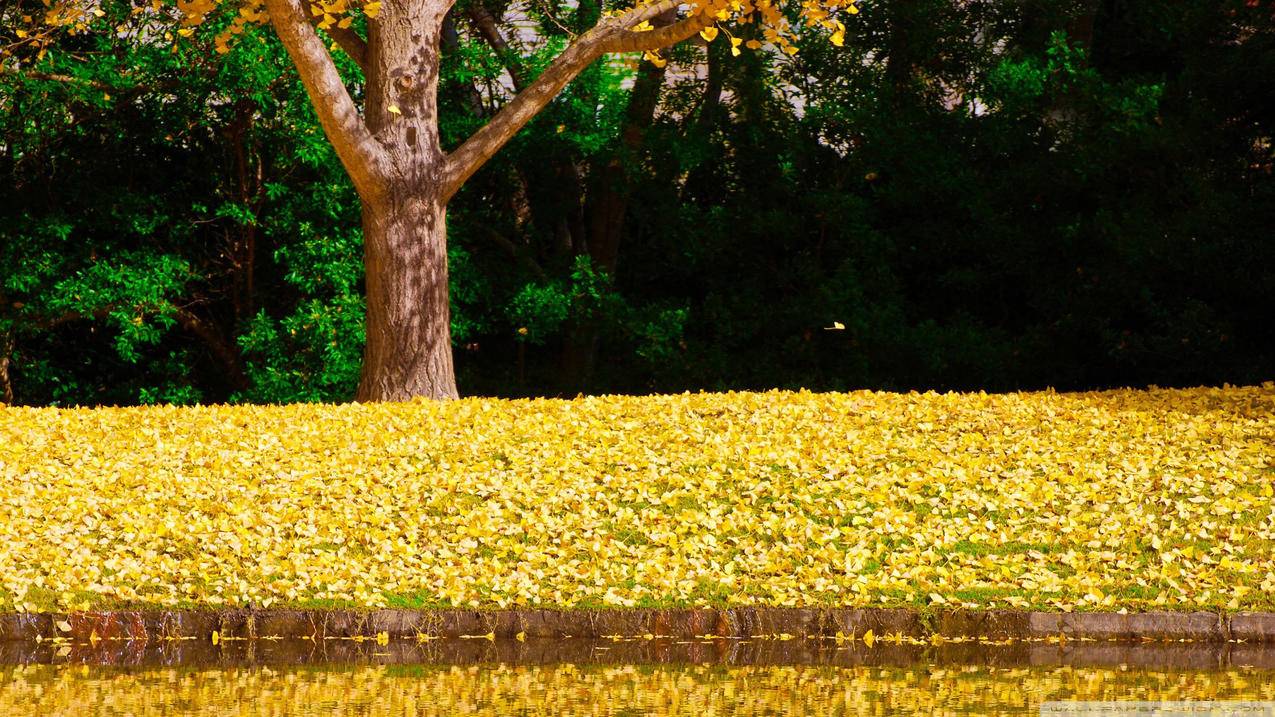 部落冲突国际版官网clashofclans_部落冲突国际版官网clash of clans - clash相关 - 55dz账号网