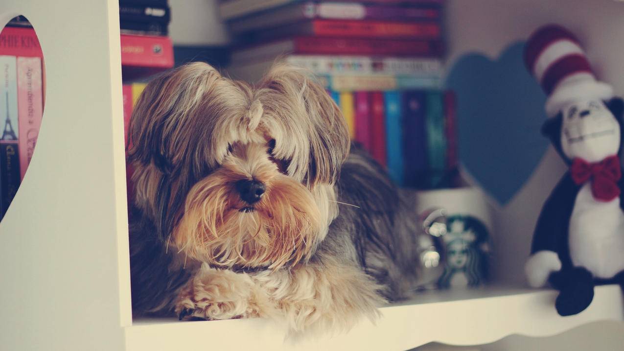 油管闪退怎么解决鸿蒙_鸿蒙系统容易闪退 - youtube相关 - 55dz账号网