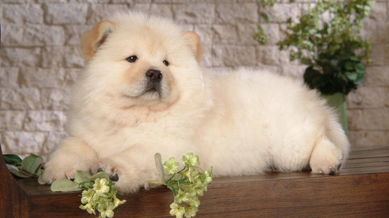 clashforandroid最新版本_clash iOS版 - clash相关 - 55dz账号网