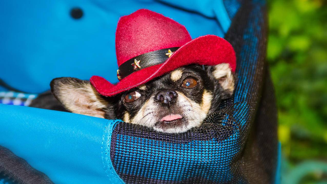 海外油管是什么意思_国外油管是什么意思 - youtube相关 - 55dz账号网