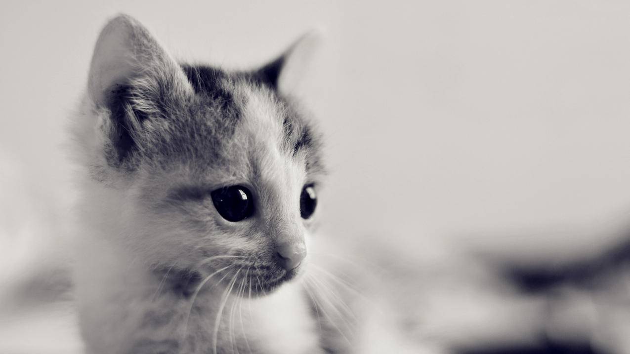 苹果越南apple id怎么注销（越南苹果id怎么注册） - 各区苹果ID - 55dz账号网