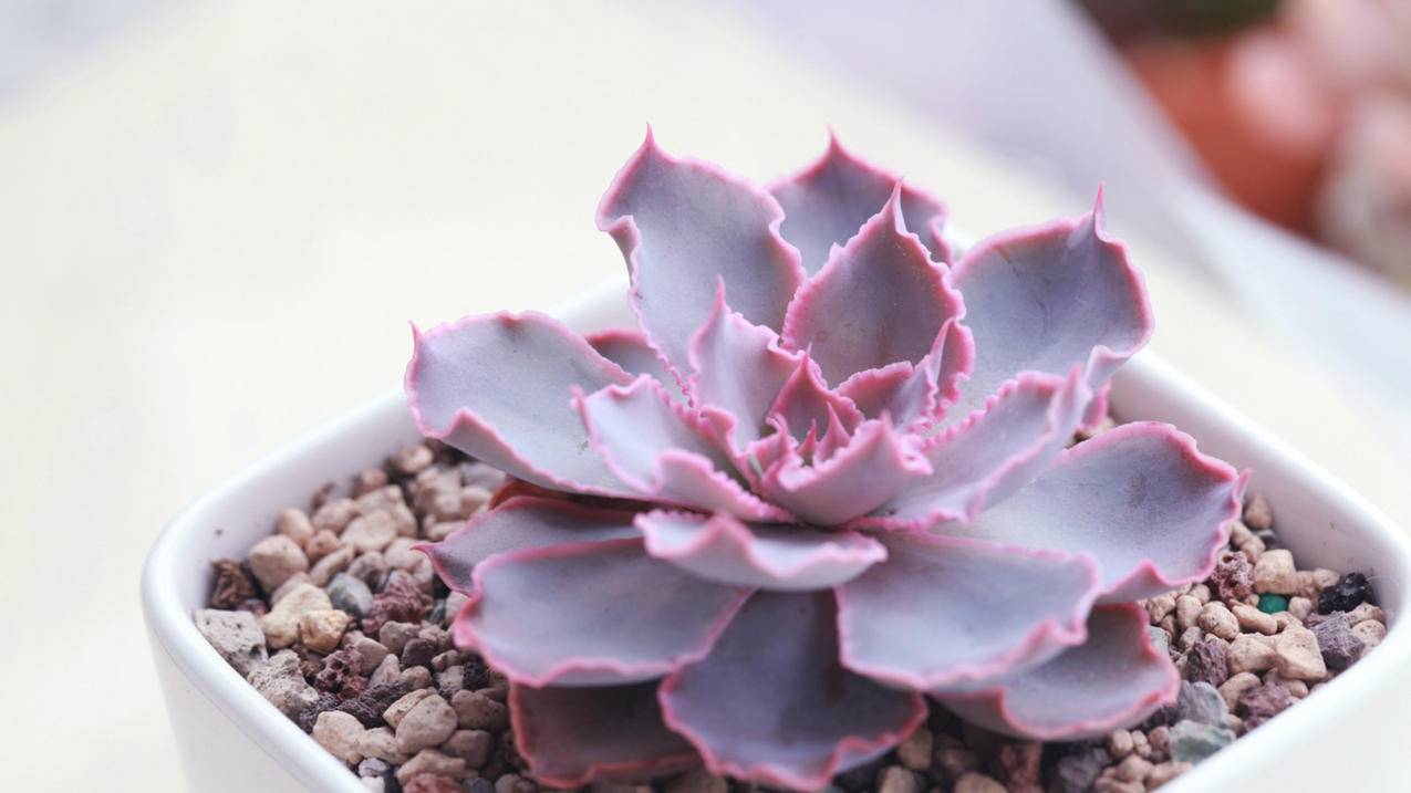 企业微信免验证二维码图片_企业微信免验证二维码图片怎么弄 - 微信相关 - 55dz账号网