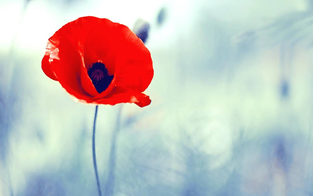 怎么用tiktok赚钱_TikTok怎么挣钱 - tiktok相关 - 55dz账号网