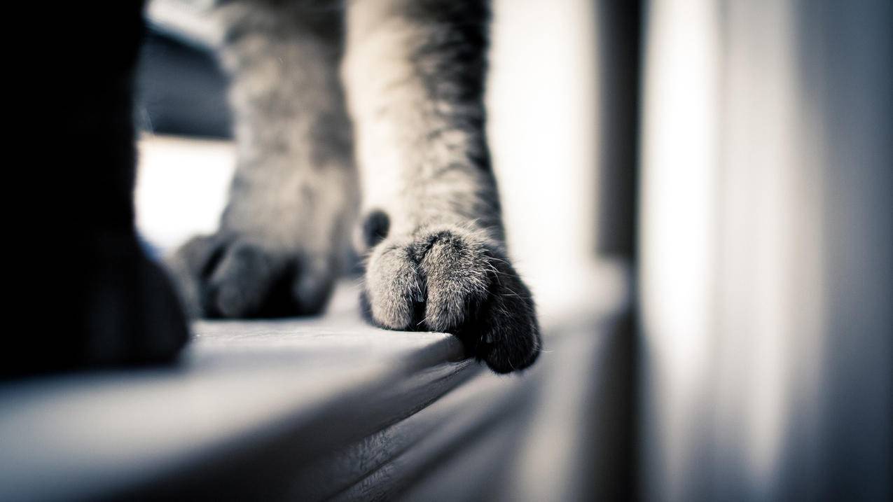 言一代刷网-qq刷赞软件2018,刷微视视频关注,抖音人气粉丝自助下单平台