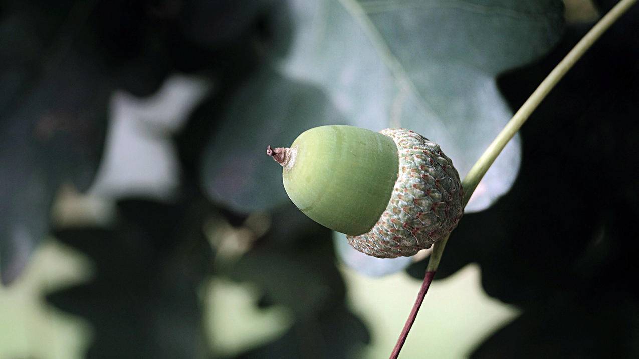 朋友让拼多多砍价怎么弄-dy业务网