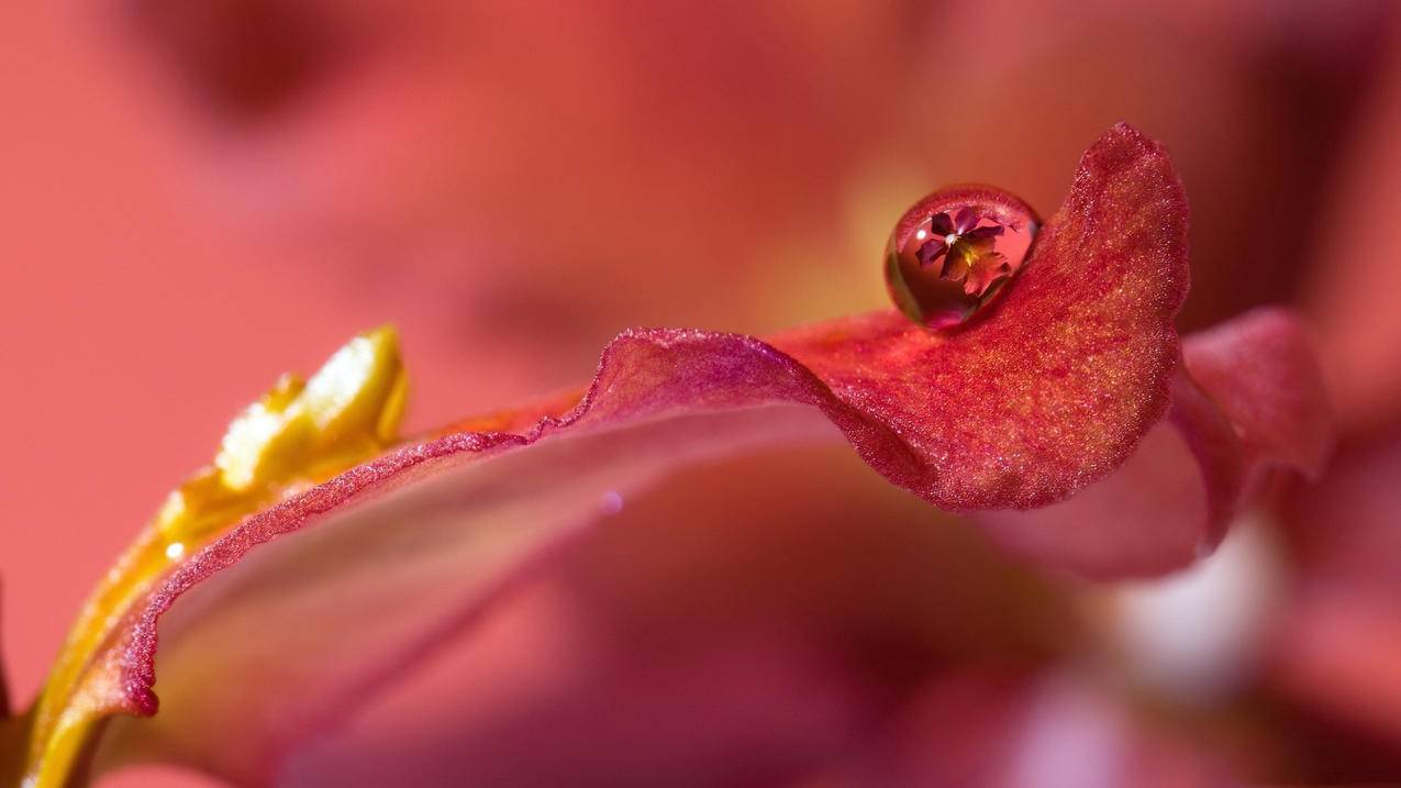 每天免费领取空间20说说赞 - qq个性签名赞网站免费,乐云代刷网,小林刷赞