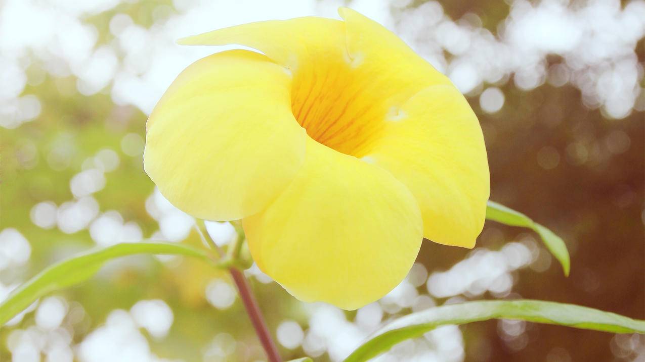 球球大作战粉丝代刷网-刷空间访客量网站便宜,众人业务网站24小时,qq刷赞网址低价,qw空间说说刷赞