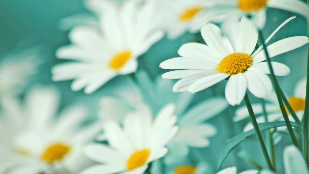 深度剖析：TikTok泰国市场趋势与精细化运营策略-苹果id平台