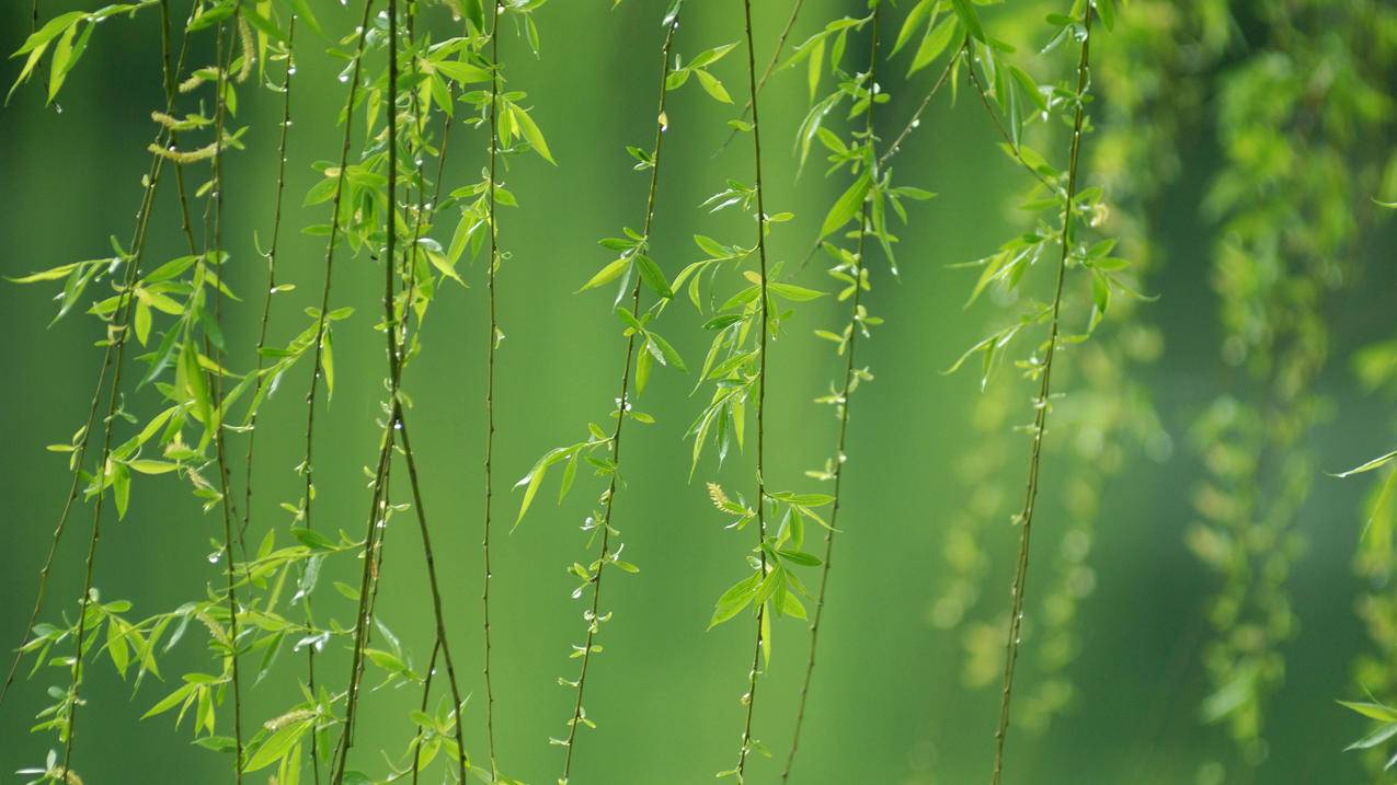 苹果手机更改id帐号后支付宝、微信会自动消失吗? ， 苹果ld怎么改  - 55dz账号网