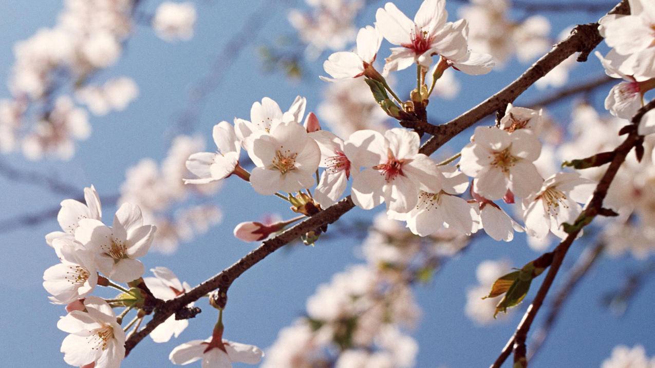 1元涨1000粉网站，1元真的能涨1000粉？揭秘网站背后的真相！ - dy24h自助 - ks24小时自助