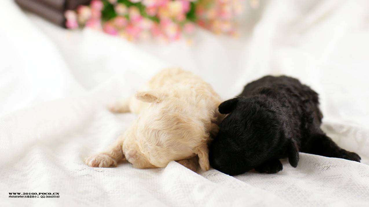 基于ColabPro&;GoogleDrive的Kaggle实战 - Apple ID相关 - 55dz账号网