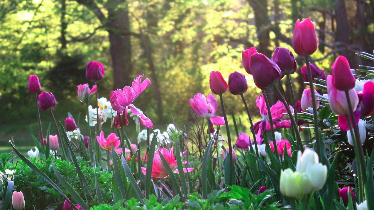 怎样创建越南苹果id电子邮件（怎样创建越南苹果id电子邮件账号） - 各区苹果ID - 55dz账号网