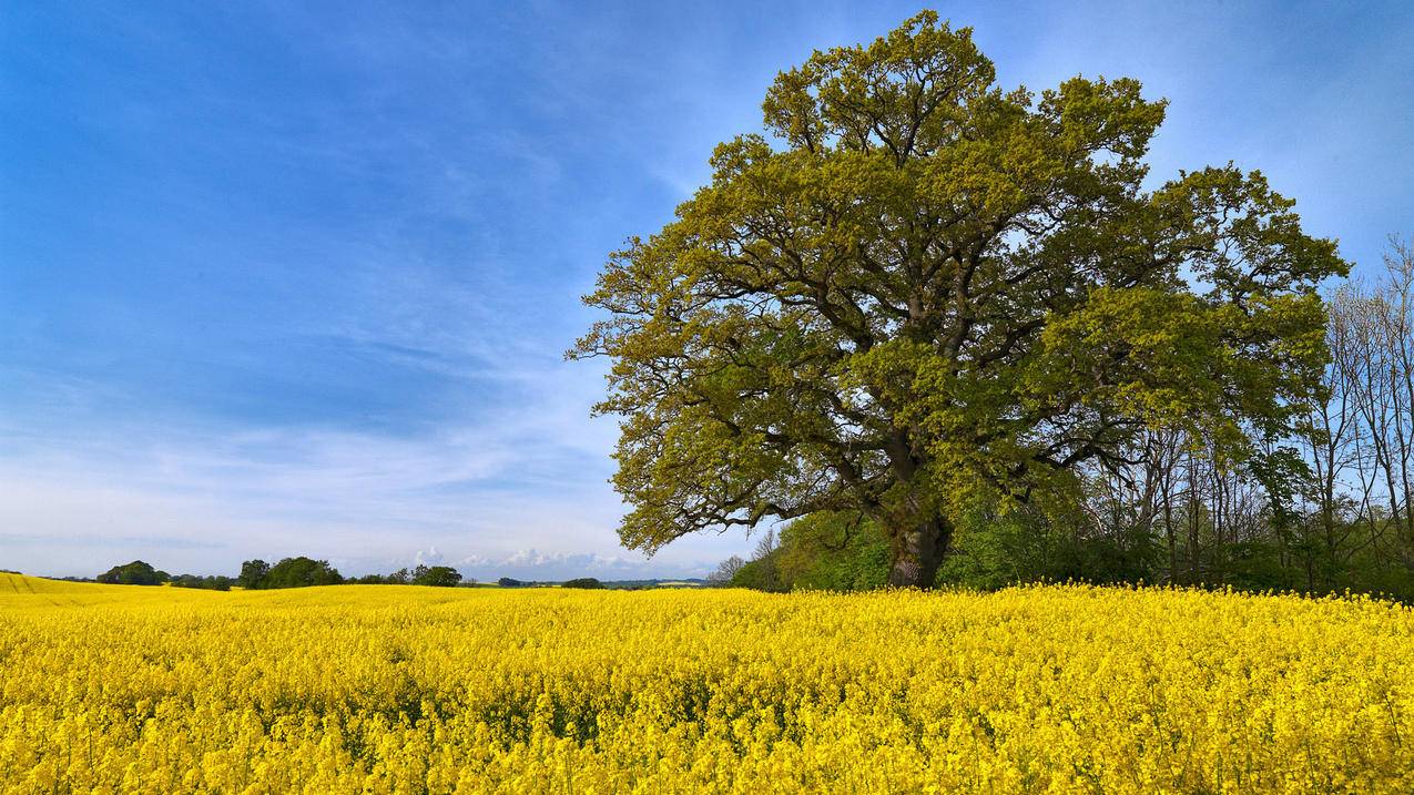 fifaonline4怎么刷金币_fifaonline4刷金币软件 - Line相关 - 55dz账号网