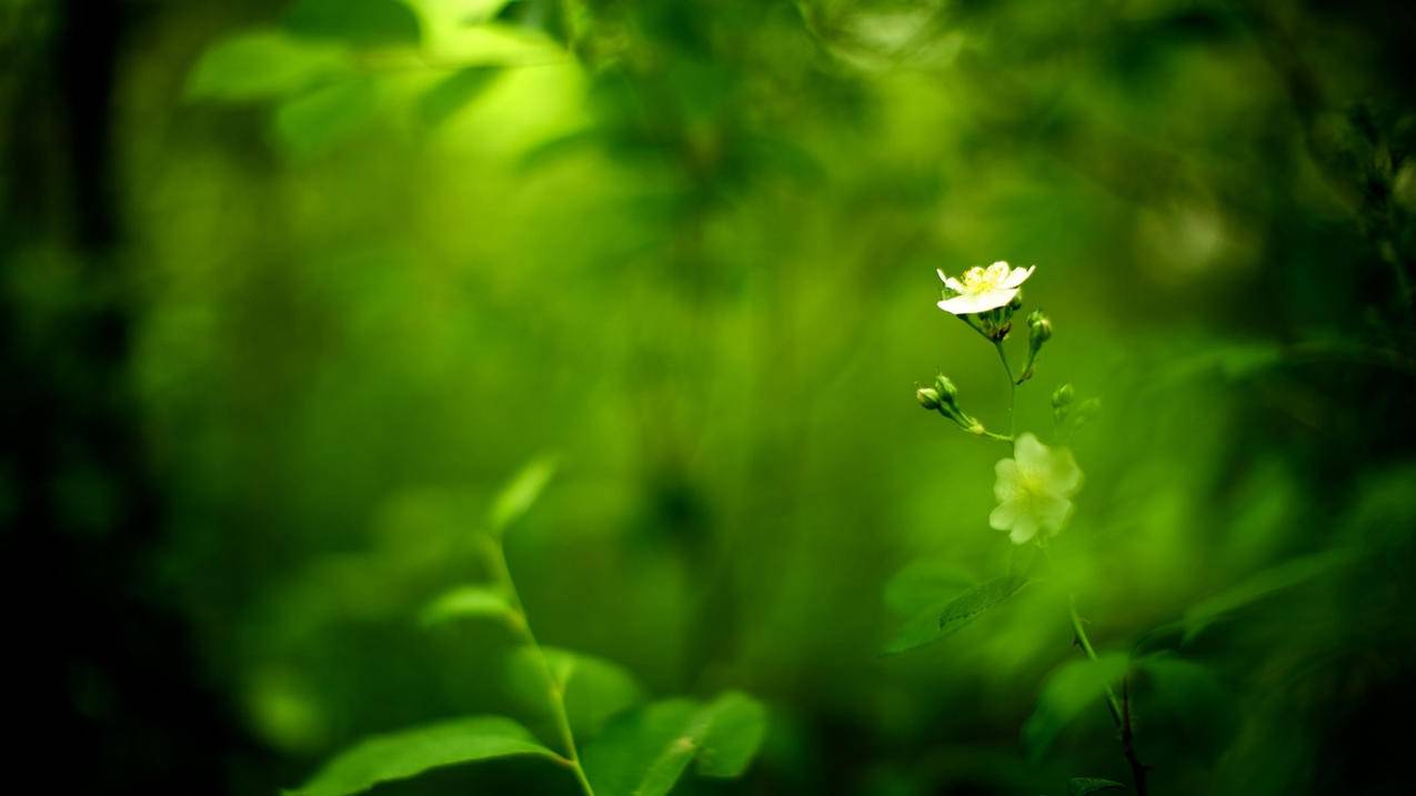 QQ刷赞低价免费-快手秒刷网站-快手低价代刷网站推广链接